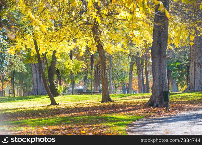 Autumn park with yellow chestnut trees at bright sunny day