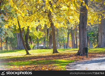 Autumn park with yellow chestnut trees at bright sunny day