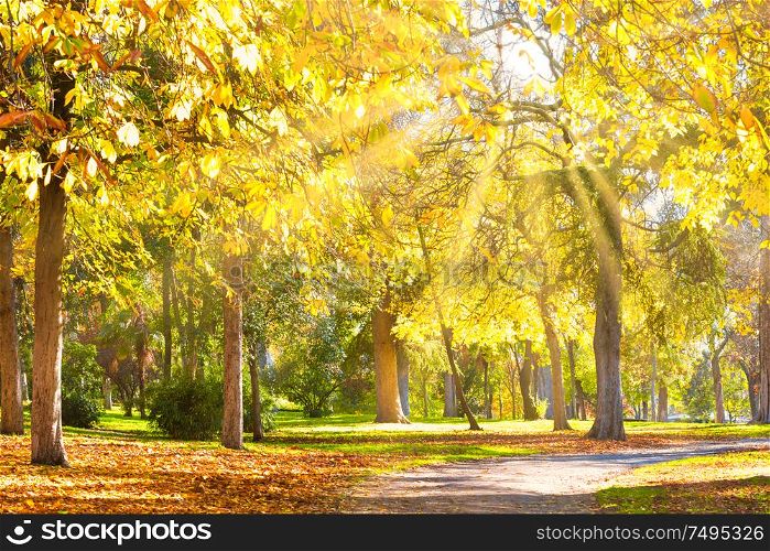 Autumn park with yellow chestnut trees at bright sunny day