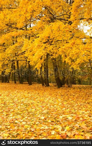 autumn park with yellow maples