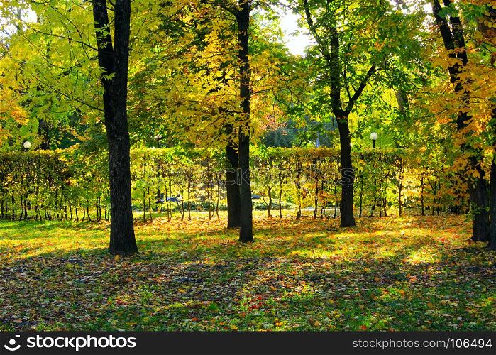 Autumn park with yellow trees. Autumn park with beautiful trees with yellow leaves