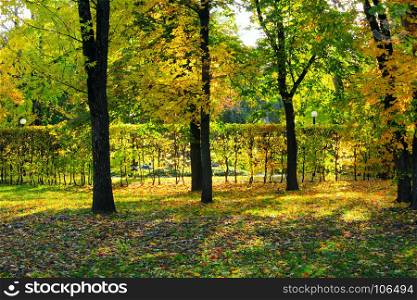 Autumn park with yellow trees. Autumn park with beautiful trees with yellow leaves