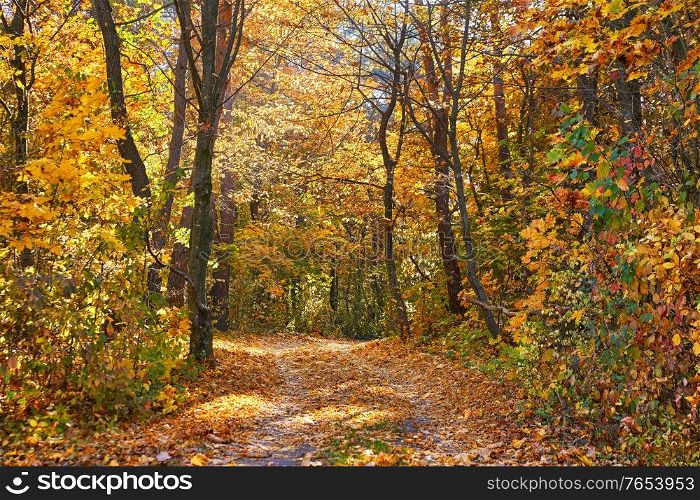 Autumn park. Yellow leaves on the ground. Colorful fall sunny scene. Maple alley lane. October in Ukraine