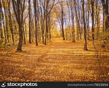 Autumn park. Yellow leaves on the ground. Colorful fall sunny scene. Maple alley lane. October in Ukraine
