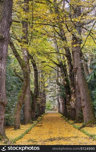 Autumn passage with fallen leaves and bench, Azores, Portugal