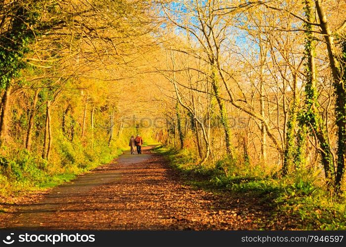 Autumn pathway alley Co. Cork, Ireland. Park road landscape with the autumnal forest. Orange trees leaves. People walking.