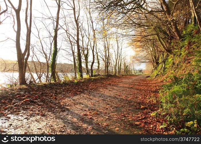 Autumn Pathway. Co.Cork, Ireland. Park Road. Landscape with the autumn forest. Orange leaves in the foreground.
