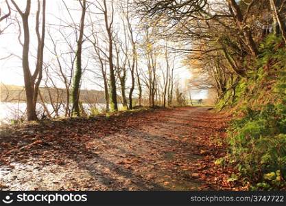 Autumn Pathway. Co.Cork, Ireland. Park Road. Landscape with the autumn forest. Orange leaves in the foreground.