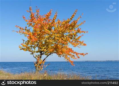 Autumn pear tree on the background of the sea