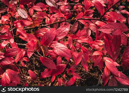 Autumn plant foliage red natural Park wooden retro fence Beautiful autumn landscape selective focus