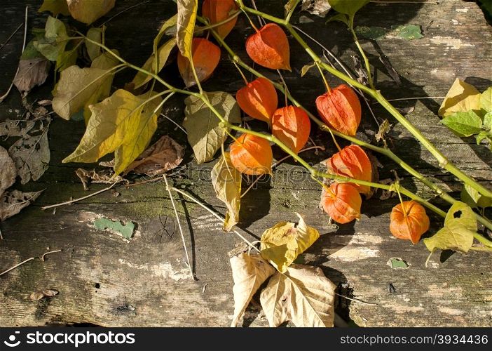 Autumn plants and dried leaves on old grunge wooden bench as background