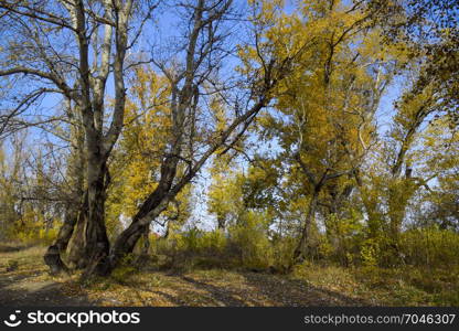 Autumn poplar trees shed their leaves. Fall in nature.. Autumn poplar trees shed their leaves. Fall in nature