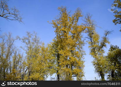 Autumn poplar trees shed their leaves. Fall in nature.. Autumn poplar trees shed their leaves. Fall in nature