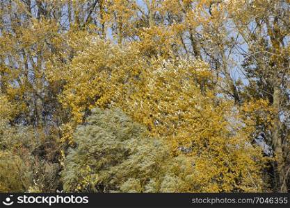 Autumn poplar trees shed their leaves. Fall in nature.. Autumn poplar trees shed their leaves. Fall in nature