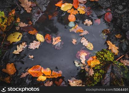 Autumn puddle after the rain with colorful autumn leaves in the dark water in autumn colors in the fall