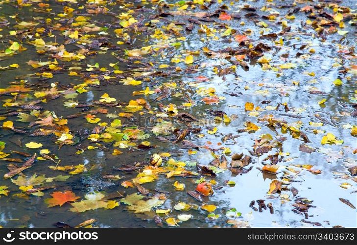 autumn puddle with abscised leafs background