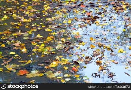 autumn puddle with abscised leafs background