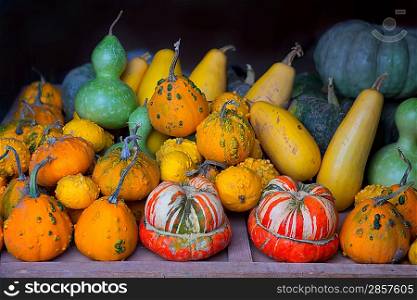 Autumn pumpkin collection as halloween background vegetables