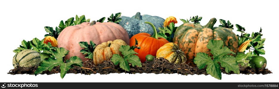 Autumn pumpkin patch as an outdoor farmer market icon with farm fresh squash as a seasonal harvest in the fall and a thanksgiving symbol isolated on a white background.