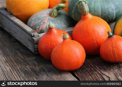 Autumn pumpkin Thanksgiving background concept . Orange and green pumpkins in wooden box on rustic table .. Autumn pumpkin Thanksgiving background concept . Orange and green pumpkins in wooden box on rustic table