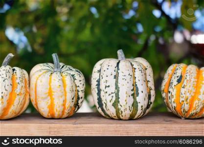 Autumn pumpkins on wooden board in a row