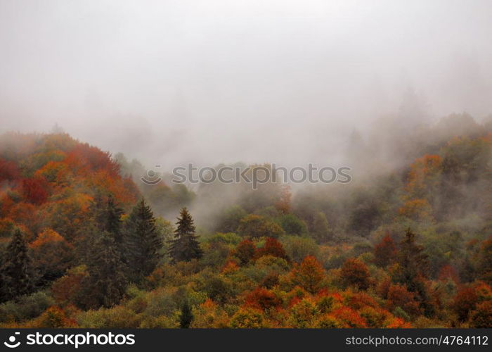 Autumn rain in Carpathian mountain forest. Colorful wood in clouds of fog