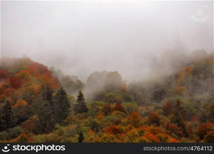 Autumn rain in Carpathian mountain forest. Colorful wood in clouds of fog