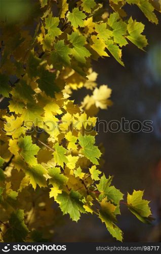 Autumn rays of sun illuminates yellow maple leaves