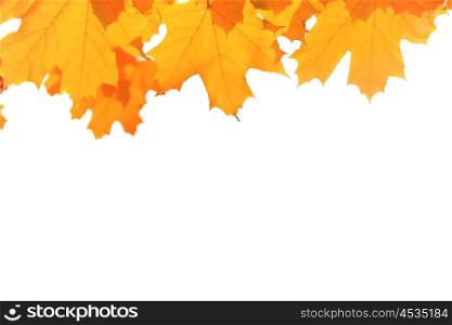 Autumn red and yellow maple leaves isolated on white background