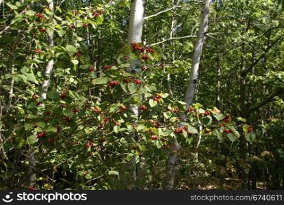 Autumn, red berries and white birch forest, Mount Desert Island, Acadia National park, Maine, New England