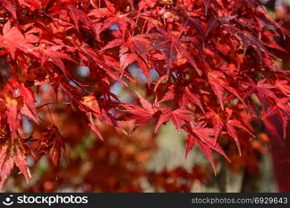 Autumn red colored leaves of maple tree in Japan