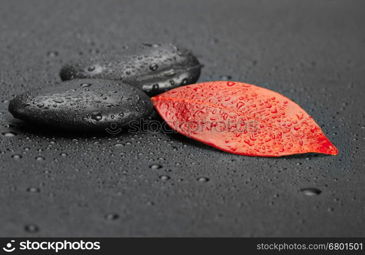 autumn red leaf and black stones