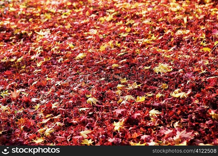 Autumn red leaves fallen