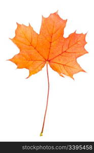 Autumn red maple leaf isolated on white background