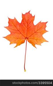 Autumn red maple leaf isolated on white background