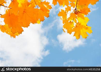 Autumn red maple leaves on the blue sky background