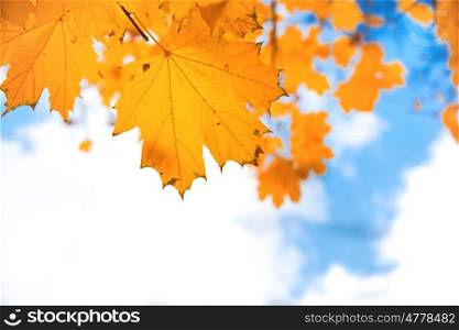Autumn red maple leaves on the blue sky background