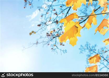 Autumn red maple leaves on the blue sky background. Autumn red leaves