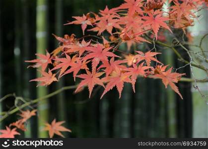 Autumn red maple leaves with bamboo tree background in Japan