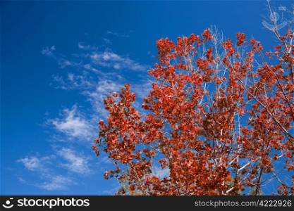 Autumn red maple tree against a deep blue sky with clouds. Background with room for text.