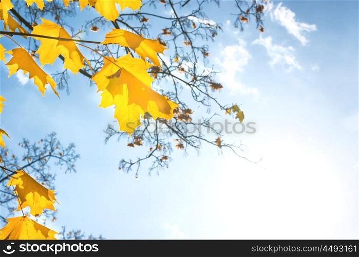 Autumn red mapple leaves on the blue sky background