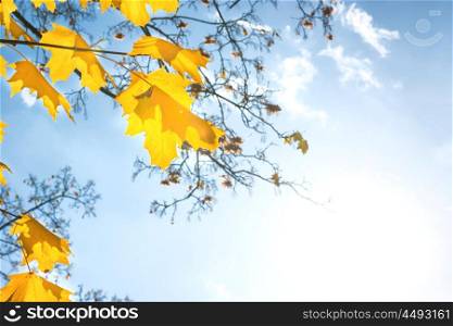Autumn red mapple leaves on the blue sky background
