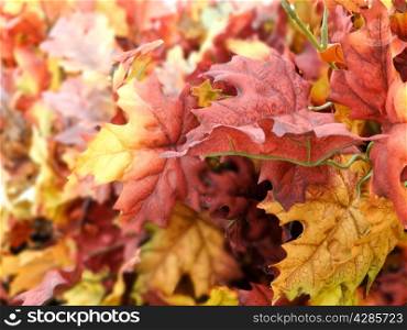 Autumn red oak leaves. fake Autumn red oak leaves