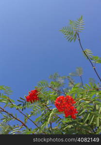 Autumn red rowan berries on a tree. Rowanberry ashberry in the fall in natural setting on blue sky background. Sorbus aucuparia.