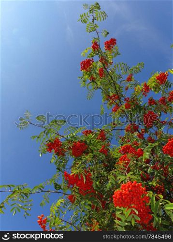 Autumn red rowan berries on a tree. Rowanberry ashberry in the fall in natural setting on blue sky background. Sorbus aucuparia.
