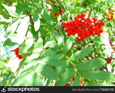 Autumn red rowan berries on a tree. Rowanberry ashberry in the fall in natural setting on a green background. Sorbus aucuparia.