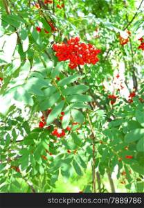 Autumn red rowan berries on a tree. Rowanberry ashberry in the fall in natural setting on a green background. Sorbus aucuparia.