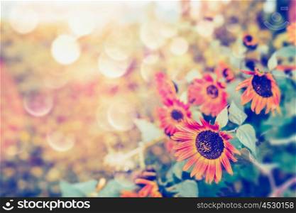 Autumn red sunflowers with bokeh and sunlight, outdoor fall nature background