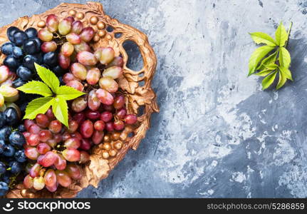 autumn ripe grapes. Large poster with ripe brushes of grapevine of autumn varieties.Copy space