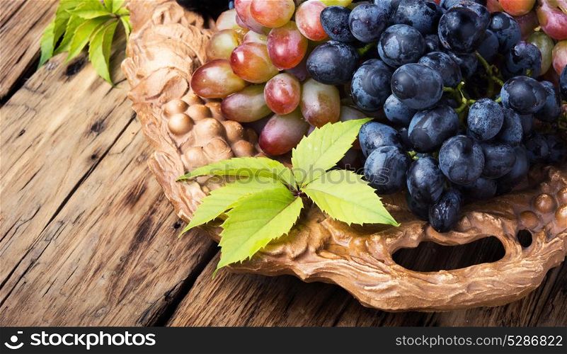 autumn ripe grapes. tray with ripe brushes of grapevine of autumn varieties